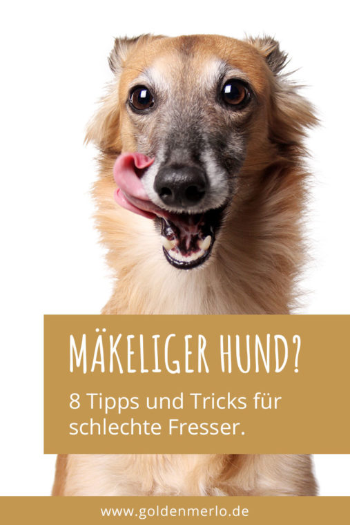 Hund? 8 einfache für [Werbung] - GoldenMerlo Hundeblog
