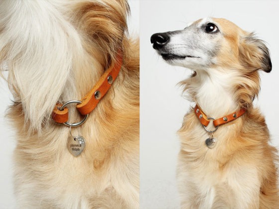 Festes Hundeshampoo Einfach Selber Machen Diy