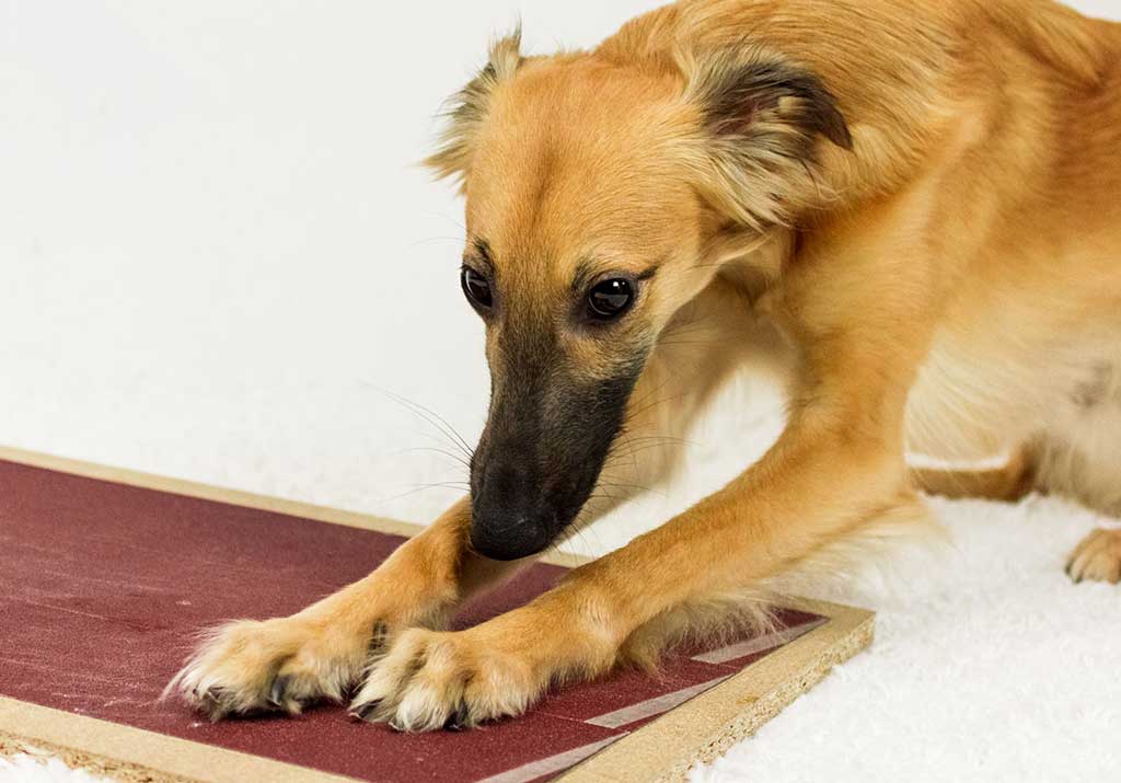 Kratzbrett für Hunde [DIY]: Spielerisch Krallen kürzen - GoldenMerlo  Hundeblog