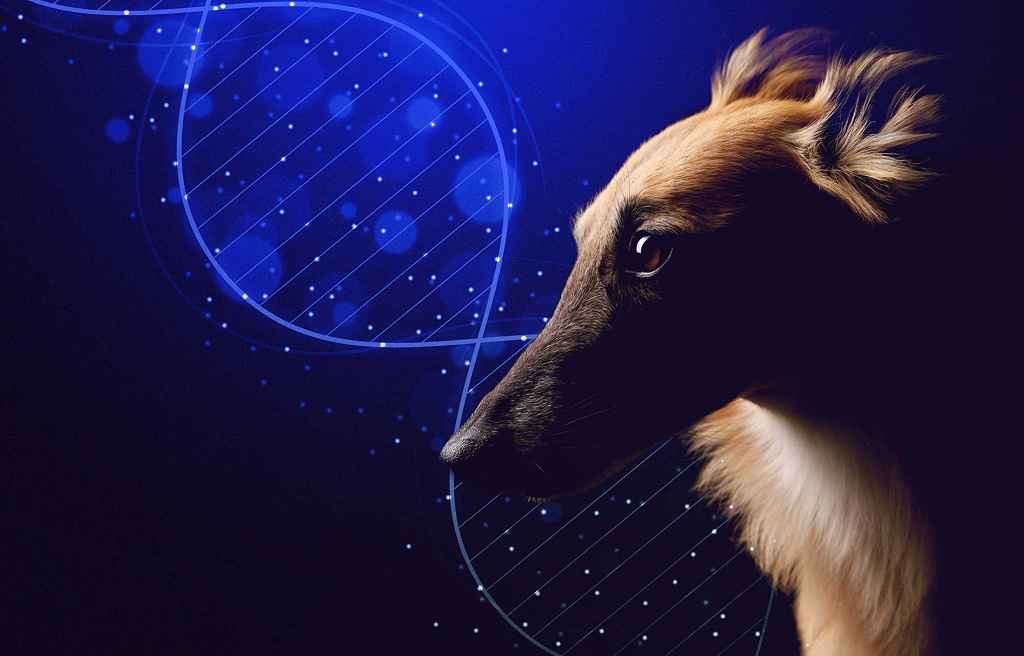 DNA-Test für Hunde: wie zuverlässig [Werbung] - GoldenMerlo Hundeblog