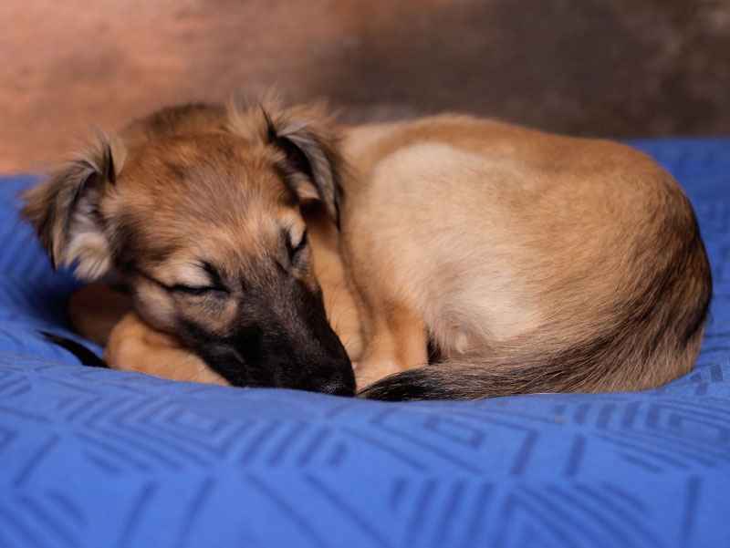 Die Schlafpositionen Deines und sie Dir verraten - Hundeblog